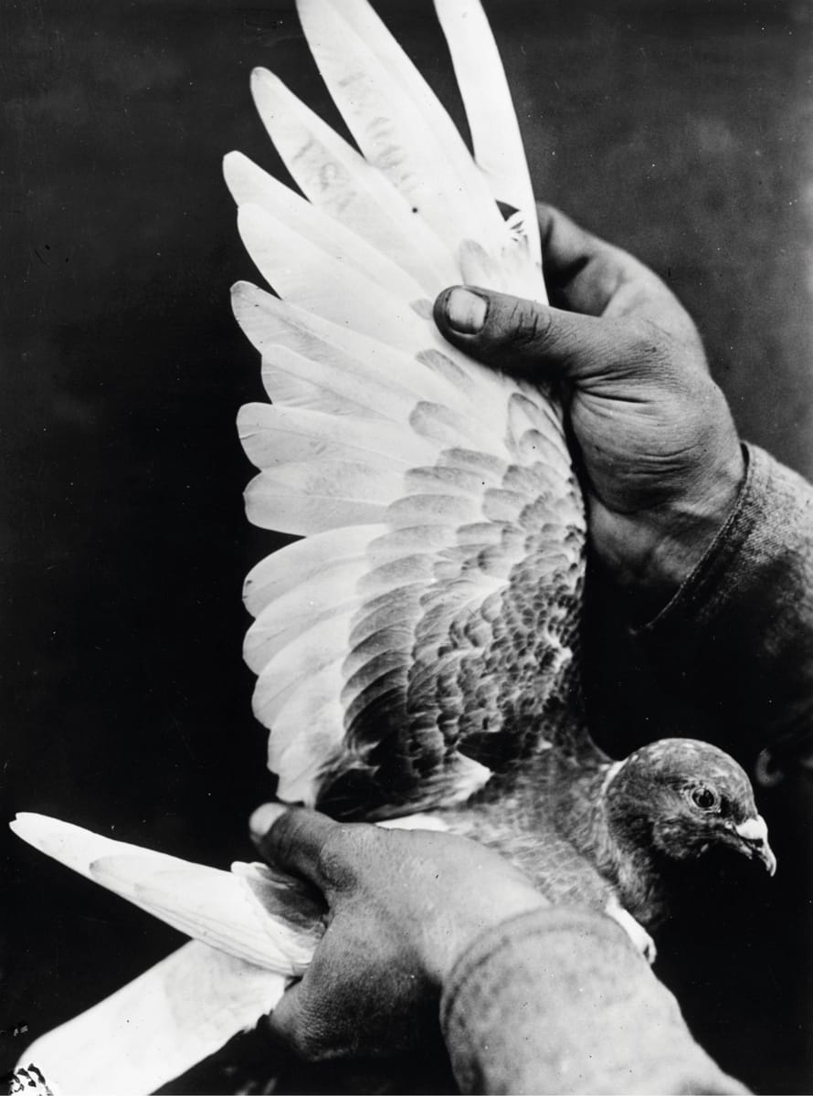 Carrier Pigeon