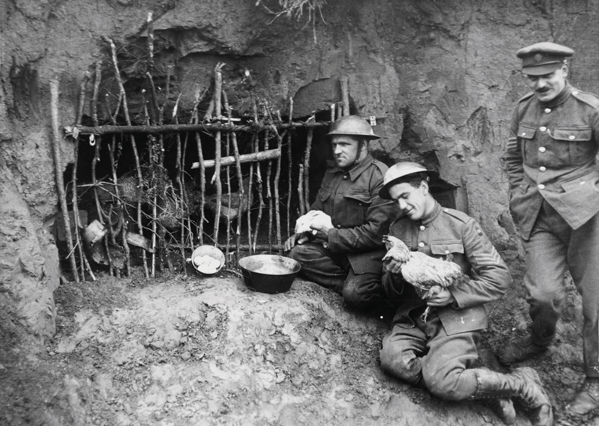 Chicken Coop in Trench