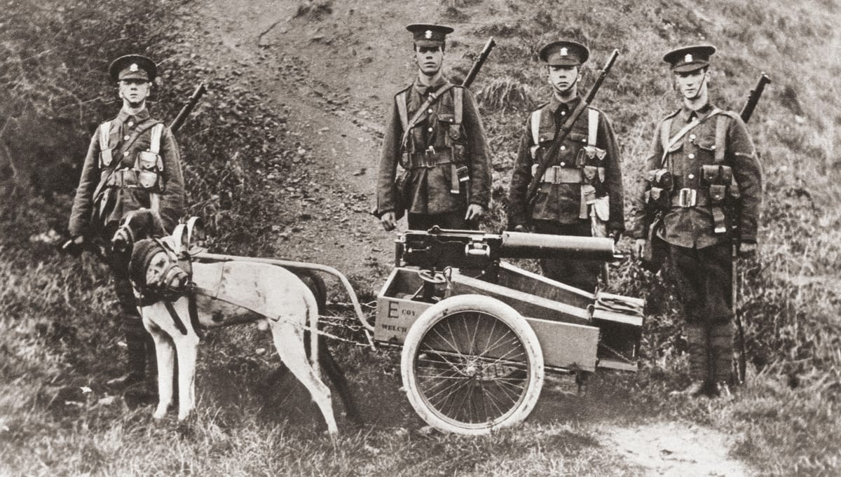 The British Army used dogs to pull machine guns and other equipment throughout the war, c.1916