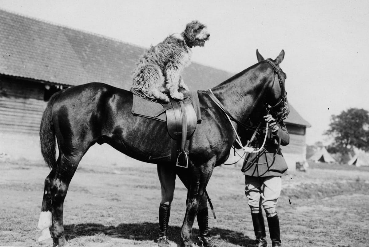  Dog on a Horse