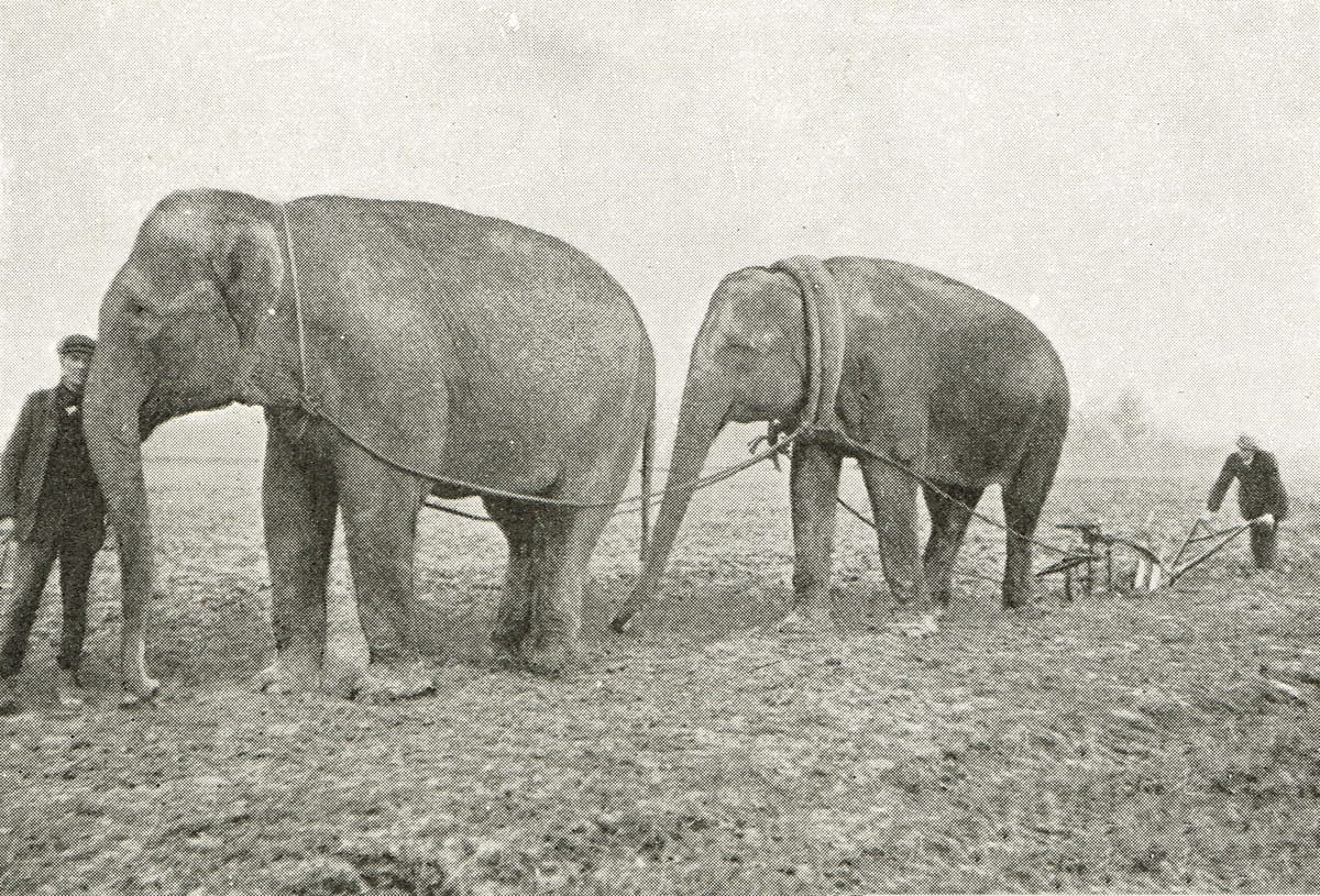 Elephants on Homefront