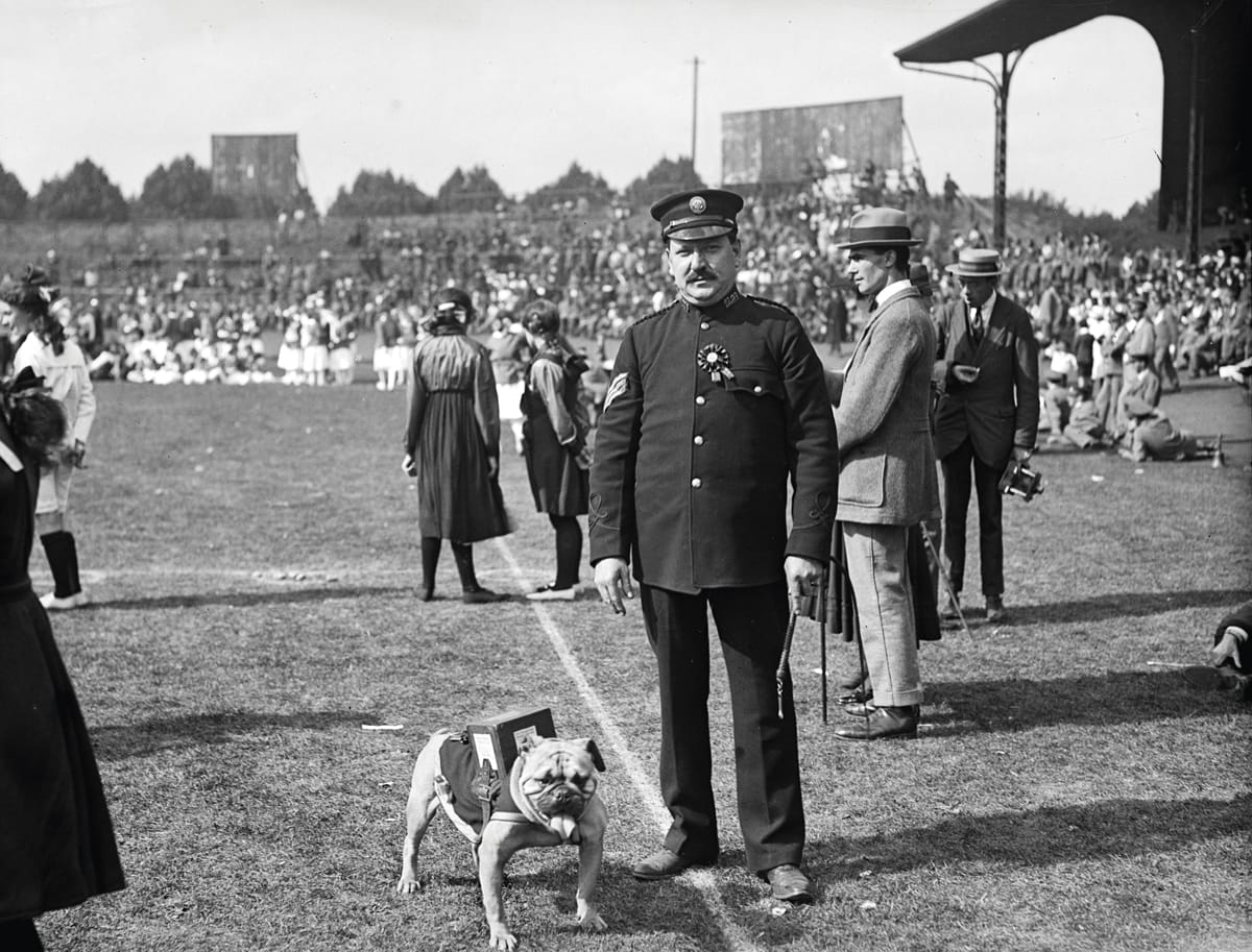 English Bulldog at Rally