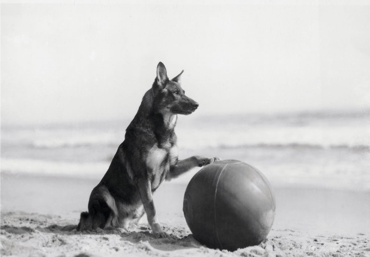 Rescued from a WWI battlefield by an American soldier. The dog went on to become an International film star, c.1918