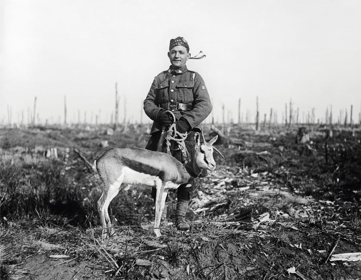 Soldier with his mascot, a springboek, c.1915