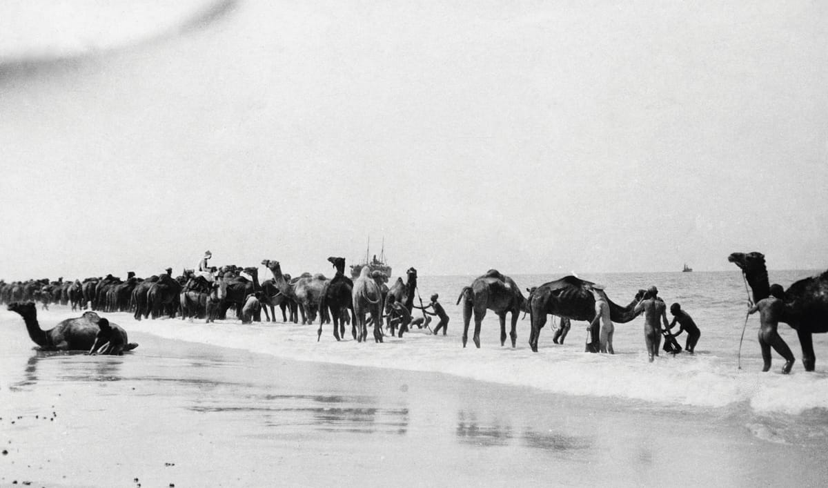 The British Army and Indian troops wash camels in the sea off Rafa, Palestine, c.1914