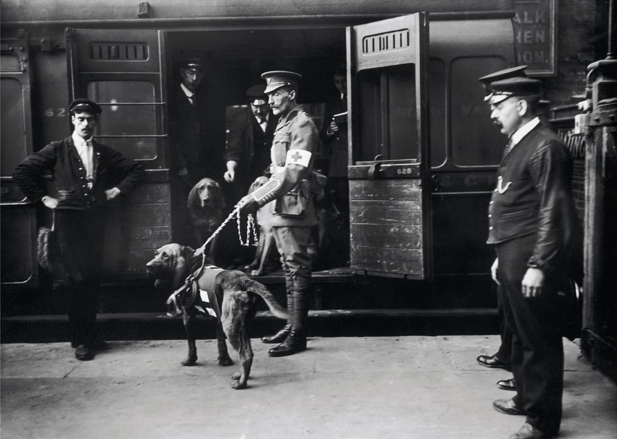 A British Red Cross dog used to locate wounded soldiers, 18 April 1914