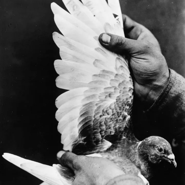 Carrier Pigeon