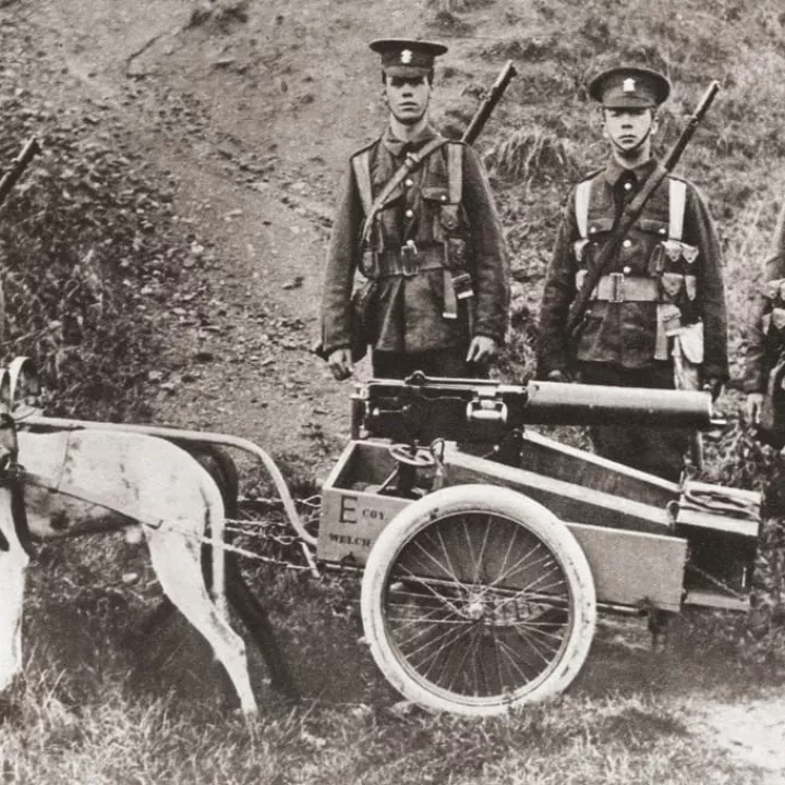 The British Army used dogs to pull machine guns and other equipment throughout the war, c.1916