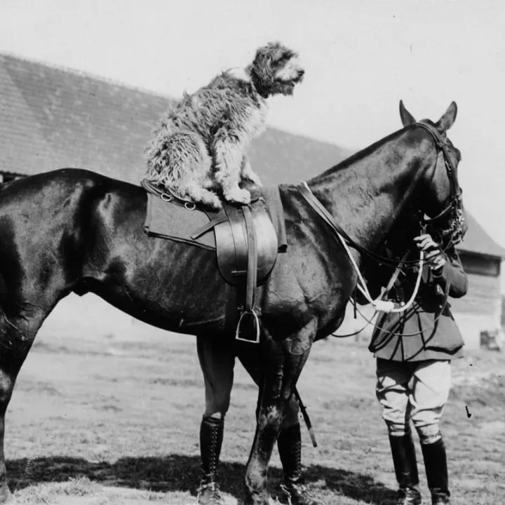  Dog on a Horse