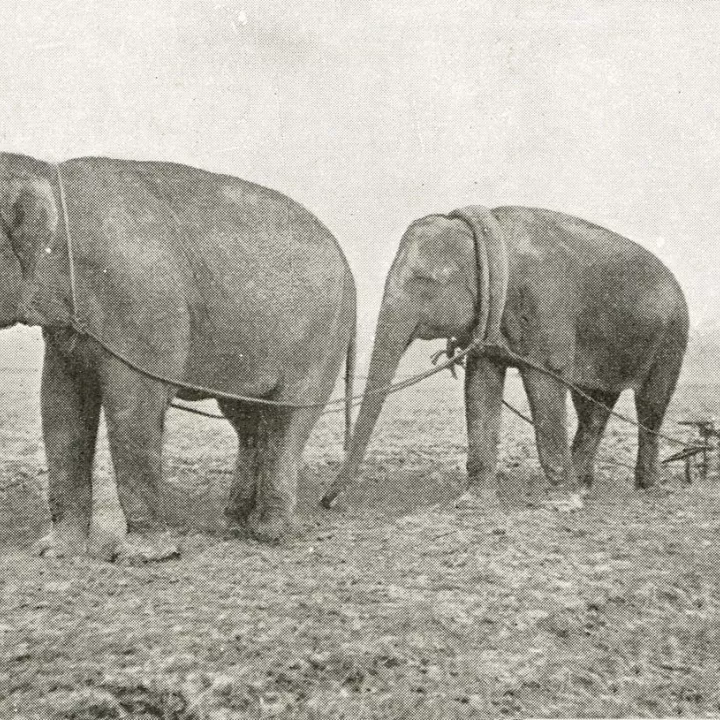 Elephants on Homefront