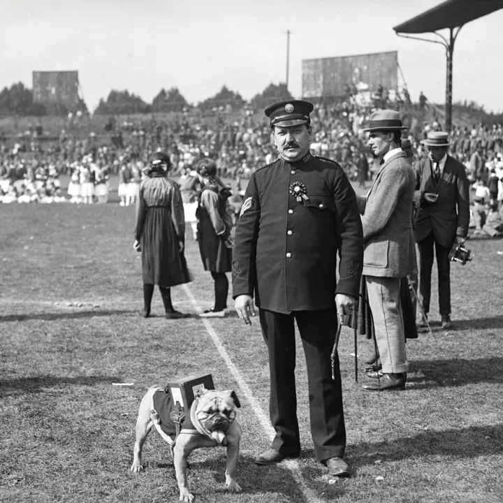 English Bulldog at Rally