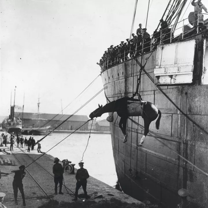 A horse is landed from a British military transport ship in Boulogne, France, c.1915