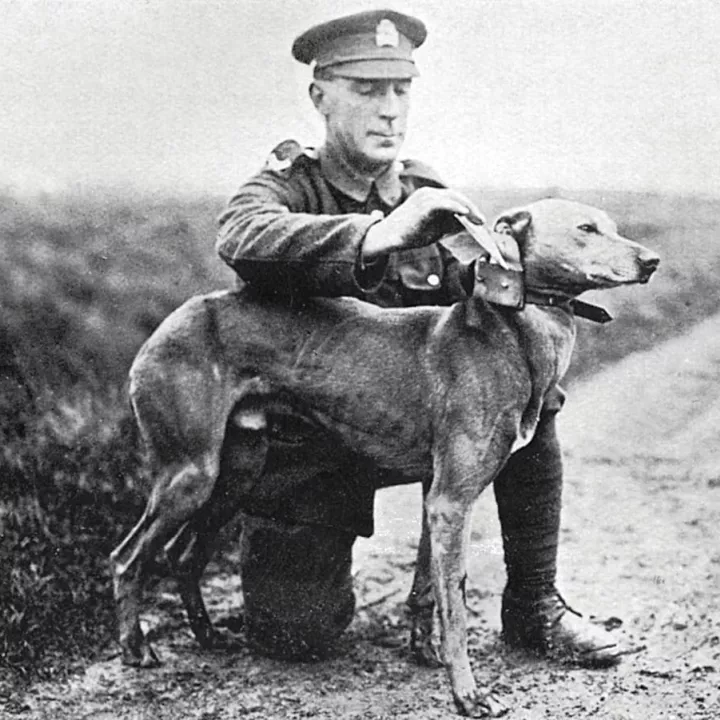 A British soldier secures a message on dogs collar, c.1915