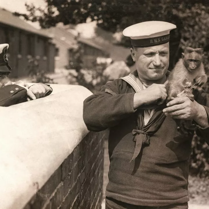 Monkey Mascot belonging to a sailor on the HMS Ganges