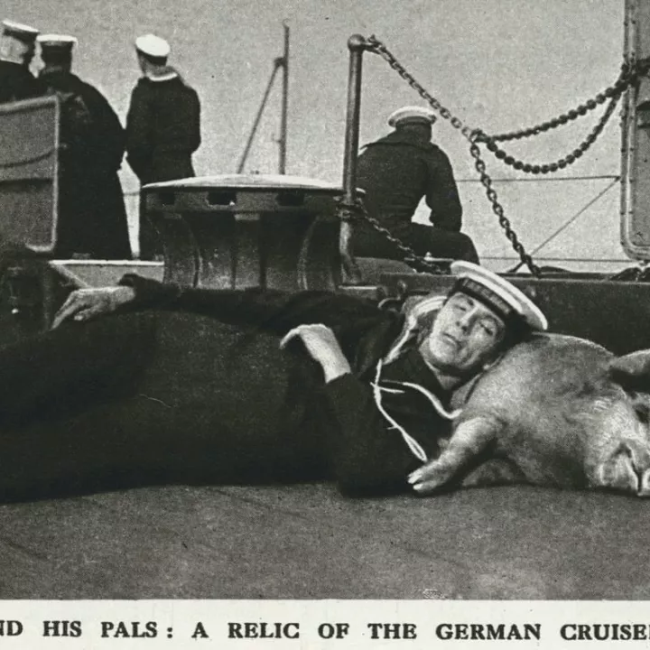 Naval mascot of the HMS Glasgow, c.1916