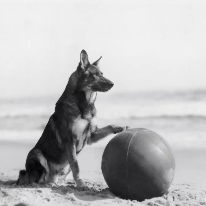 Rescued from a WWI battlefield by an American soldier. The dog went on to become an International film star, c.1918