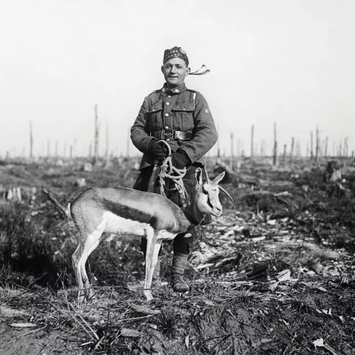 Soldier with his mascot, a springboek, c.1915