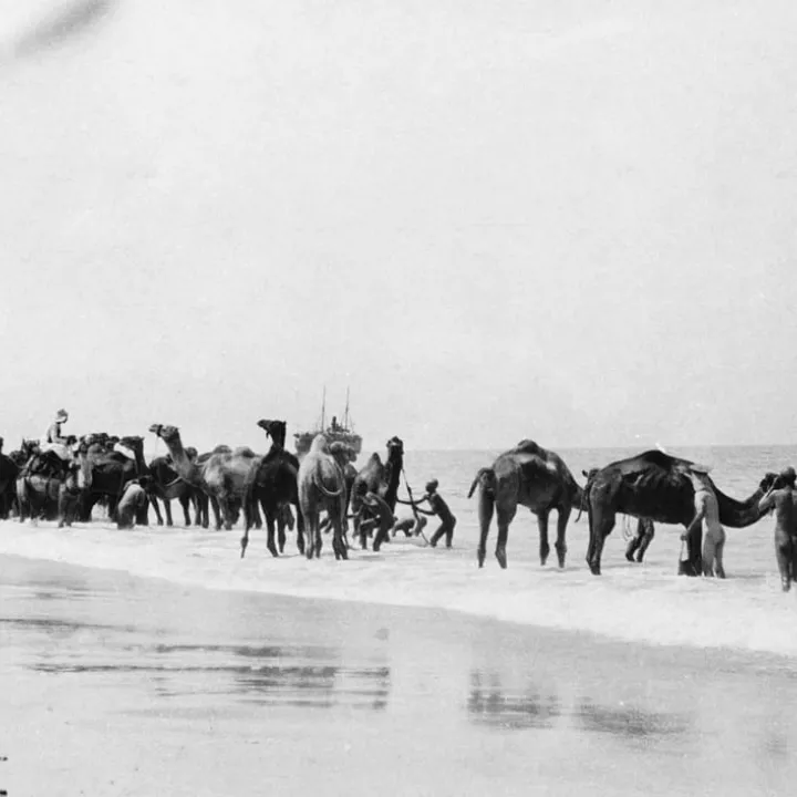 The British Army and Indian troops wash camels in the sea off Rafa, Palestine, c.1914