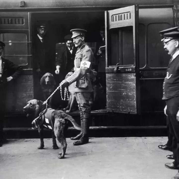 A British Red Cross dog used to locate wounded soldiers, 18 April 1914